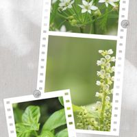 バジル,ニラの花,癒し,花のある暮らし,大葉の花の画像