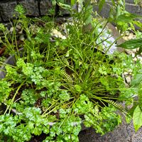 パセリ,パセリ,はらぺこあおむし,キアゲハの幼虫,⚠️閲覧注意⚠️の画像