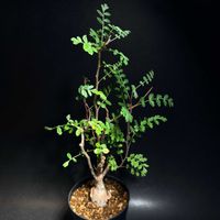 パキコルムス ディスカラー,象の木,塊根植物,バルコニスト,冬型塊根植物の画像