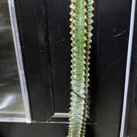 サボテン,カクタス,カナリエンシス,墨キリン,ユーフォルビア 墨麒麟の画像
