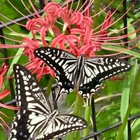 ヘチマ,ヒガンバナ(彼岸花),ヒガンバナ(彼岸花),彼岸花とアゲハチョウ❣️,彼岸花とアゲハチョウ❣️の画像