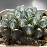 ハオルチア,巨大赤線レンズ,巨大赤線レンズ,多肉植物,ハオルチア属の画像
