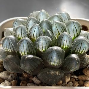 ハオルチア,巨大赤線レンズ,巨大赤線レンズ,多肉植物,ハオルチア属の画像
