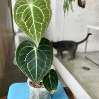 アンスリウム,アンスリウム クラリネルビウム,観葉植物,ネコ好き,ネコのいる暮らしの画像