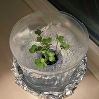 ブロッコリースプラウトの画像