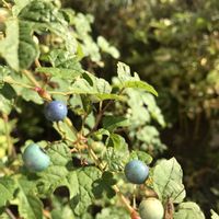 野葡萄,ヒヨドリジヨウゴの実,花のある暮らし,小さな幸せ♡,札幌の画像