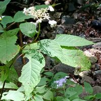 タマアジサイ,玉紫陽花,落葉低木,鳳来寺山,ユキノシタ科アジサイ属の画像