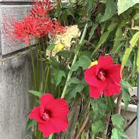 赤い花,地植え,ネコ好き,白い花,花のある暮らしの画像
