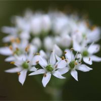 ニオイバンマツリ,ニオイバンマツリ,ニラ,ニラ,オニタビラコの画像