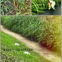 花のある暮らし,秋の気配,お散歩写真,緑のある暮らし,GSに感謝。の画像
