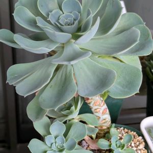 七福神,多肉植物,葉挿し,多肉寄せ植え,葉挿しっ子の画像