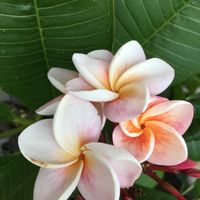 アサガオ,シュウメイギク,プルメリア,ホテイアオイ,今日のお花の画像