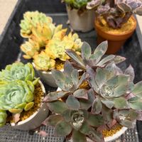 多肉植物,エケベリア属,バルビナエア属の画像