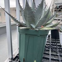 アガベ,多肉植物,ベランダの画像