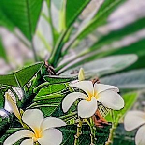 プルメリア,プルメリアの花,プルメリア ホワイト,温室,キョウチクトウ科の画像