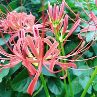 ヒガンバナ,ヒガンバナ,花のある暮らし,いつもの散歩道の画像