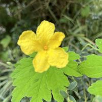 ゴーヤ,素敵な出会いに感謝,今日も元気で,今日も笑顔で♡,花を通じて愛と平和をの画像