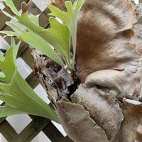 観葉植物, ビカクシダ,素敵な出会いに感謝,今日も元気で,今日も笑顔で♡の画像