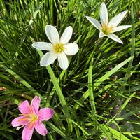 アサガオ,多肉植物,球根植物の画像