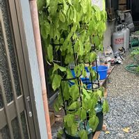 ヒスイカズラ,鉢植え,カット苗,ヒスイカズラ属,ヒスイカズラ鉢植えの画像