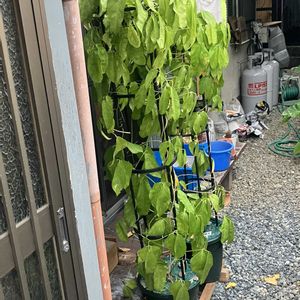ヒスイカズラ,鉢植え,カット苗,ヒスイカズラ属,ヒスイカズラ鉢植えの画像