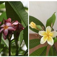 サルスベリ,プルメリア,ローゼル,コガネキヌカラカサタケ,ヤノネボンテンカの画像