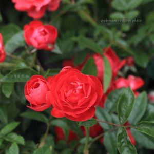 バラ・ミニバラ,ポリアンサローズ,ばら バラ 薔薇,テラスの画像