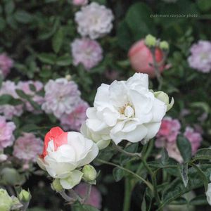 バラ・ミニバラ,ポリアンサローズ,ばら バラ 薔薇,テラスの画像