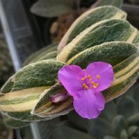 白絹姫錦,花のある暮らし,葉を楽しむ植物,植物のある暮らし,植中毒の画像