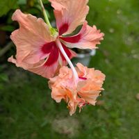 ハイビスカス,花のある暮らし,お花大好き♡,庭の画像