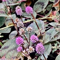 パンジー,アマガエル♪,ポリゴナムの花,零れ種からのパンジー,撃退したスズメバチの画像