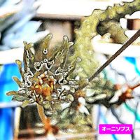 鳥足キリン,ユーフォルビア・オーニソプス,ユーフォルビア,植物男子ベランダー,ユーフォルビア属。の画像