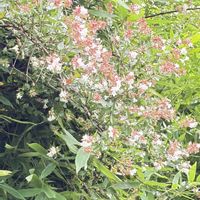 アベリア,お出かけ先の画像