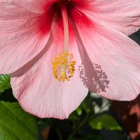 ハイビスカス,隣のお庭の画像