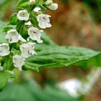 ハス,ペチュニア,ペンタス,コキアの花,青紫蘇の花の画像