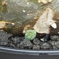 オベサ,パキポディウム・グラキリス,塊根植物,コーデックス,種が飛ぶの画像