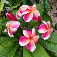 プルメリア,鉢植え,花のある暮らし,緑のある暮らし,可愛いお花の画像