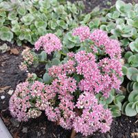 セダム,セダムの花,カナダの画像