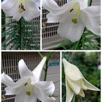 タマスダレ,タマスダレ,月下美人,タカサゴユリ,鉢植えの画像