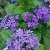 ペンタス,寄せ植え。,ランタナ♪,DAYの画像