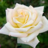 大根,大根,薔薇 ピース,薔薇 ピース,ラッキョウの画像
