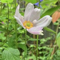 カレックス,シュウメイギク,シュウメイギク,ススキ,ベゴニアの画像