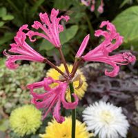 ネリネ,ネリネ(ダイヤモンドリリー),ネリネ(ダイヤモンドリリー),四季四季咲き大輪薔薇　(八重箱根山椒薔薇)　十六夜薔薇,斑入り葉数珠珊瑚(ジュズサンゴ)の画像