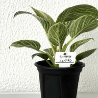 豹紋,フィロデンドロン,レデボウリア・ソシアリス,ミニバーキン,植え替えの画像