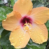 ハイビスカス,鉢植えの画像
