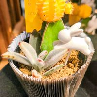 サボテン,多肉植物,多肉寄せ植え,可愛い,お花屋さんの画像
