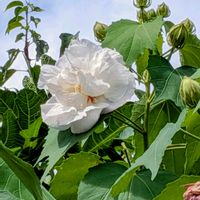スイフヨウ,カラミンサ,ギボウシ（ホスタ）の花,モミジアオイ(シロバナ),宿根アネモネ　シルベストリスの画像