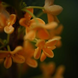 キンモクセイ,お庭,庭の画像