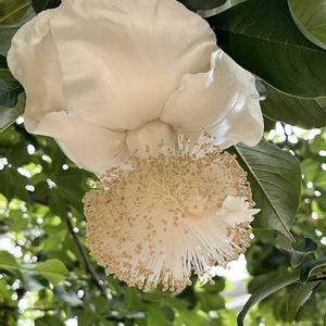 アフリカバオバブ,温室,京都府立植物園,砂漠・サバンナ室の画像