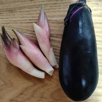 サルスベリ,ナス,ミョウガ,植物のある暮らし,テラスの画像